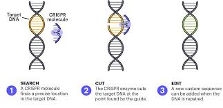 crispr genome editing recent advances