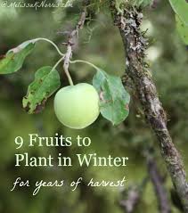 When And How To Plant Fruit Trees Melissa K Norris