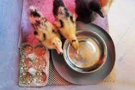 ever mess free no fuss duckling brooder