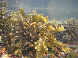 Seaweed Wikipedia