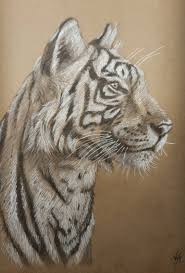 tiger portrait pencil and pen on