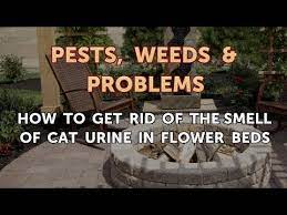 smell of cat urine in flower beds