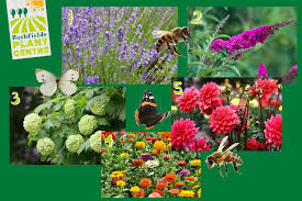 top 5 favourite plants for bees and