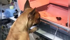 Buy the best and latest puppy incubator on banggood.com offer the quality puppy incubator on sale with worldwide free shipping. Momma Dog Anxiously Watches Premature Puppies In Incubator And The Video Goes Viral