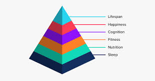 The Human Optimisation Pyramid Sleep Nutrition Fitness