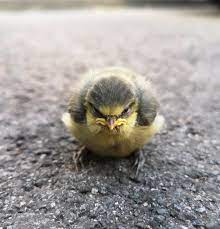 INature - Real Life Angry Bird.