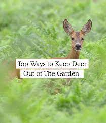 how to keep deer out of garden