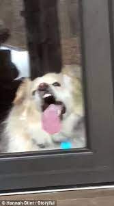 Dog Can T Stop Licking Glass Door Panel