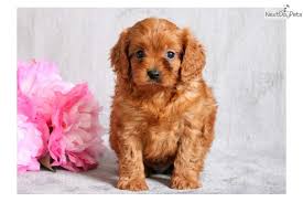 We breed high quality cavapoos with a focus on health and temperament. Puppies For Sale In Georgia Petfinder