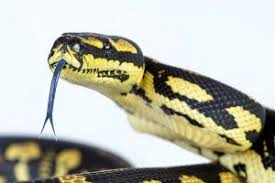 2023 jungle carpet python care guide