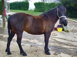 Landais Pony Wikipedia
