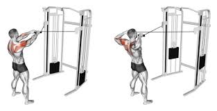 10 best gym back workout machines with