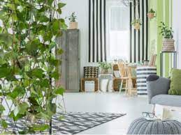 Houseplant Wall Divider Ideas How To