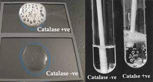 catalase test principle uses