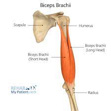 biceps brachii rehab my patient