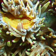 do sea anemones hold the key to