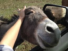 Image result for donkey accident