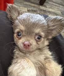 chihuahua puppies available from