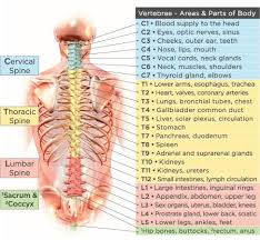 Spinal Chart Chiropractic Chiropractic Thyroid Gland