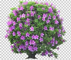 flower garden shrub ornamental plant