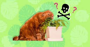 10 Common Plants Poisonous To Cats