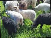 Schafe kaufen und verkaufen - Landwirt.com
