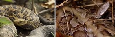 the 2 venomous snakes found in