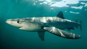 How Vulnerable Are Sharks To Commercial Fishing Science