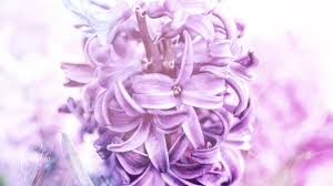 purple hyacinth flower meaning
