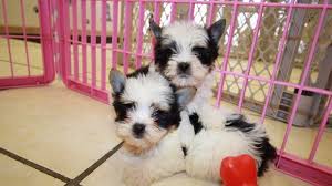 Here at parti yorkie puppy, we take pride in our love for taking care of dogs. Biewer Teacup Toy Yorkie Puppies For Sale Near Gwinnett County Ga At Puppies For Sale Local Breeders