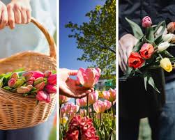 9 rustic tulip farms in oklahoma you