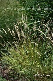Melica ciliata (Hairy Melic Grass, Silky-Spike Melic) | North Carolina ...