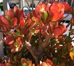 You need to position your plants in a way that they remain closest to the window, preferably in the south facing direction. Jade Plant Crassula Ovata Care Propagation Types And More Succulent Plant Care