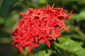 Bunga nasional adalah bunga yang bisa menjadi perlambang/mewakili karakteristik suatu bangsa dan negara. Daftar Nama Nama Bunga Yang Tumbuh Dengan Mudah Di Taman Rumah