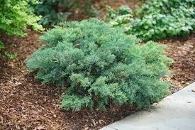 It lends an extremely fine and delicate texture to the landscape composition which should be used to full effect.this is a relatively low maintenance shrub, and is best pruned in late winter once the threat of extreme cold has passed. How To Grow Care For Juniper Shrubs Trees Garden Design