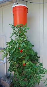 Few plants like wet feet and toms aren't one of them. Tips For Growing Tomatoes Upside Down Gardening Channel