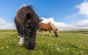 the shetland pony all you need to know