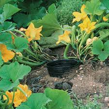 how to grow superb summer squash