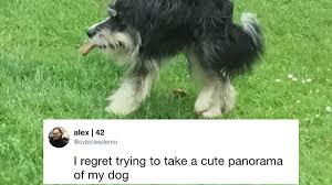 This post may contain affiliate links. The Funniest Dog Content You Need To See Right Now Funny Or Die