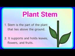 few lines about plant stem part