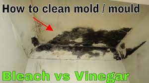 how to remove and kill mold bleach vs