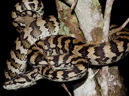 jungle carpet python daintree rainforest