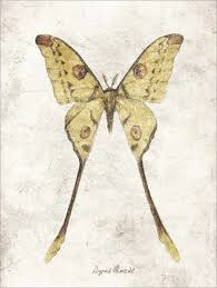 The madagascar comet moth is a moth native to the rainforests of madagascar. Mike Koubou Afrikanischer Mondspinner Argema Mimosae Poster Online Bestellen Posterlounge De