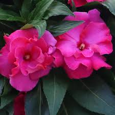 New guinea impatiens are one of the most popular bedding plants. Impatiens Roller Coaster Hot Pink New Guinea Impatiens Sugar Creek Gardens