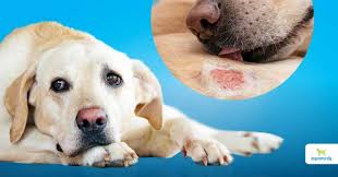 how to manage dog skin conditions