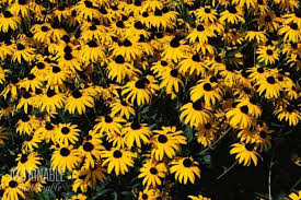 For year after year beauty, shop our perennials online and at a garden center near you. Attract Bees And Other Pollinators To Your Garden With These Flowering Perennials Some Flowers That Attract Bees Are Annu Black Eyed Susan Plants Texas Plants