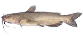 channel catfish nutrition facts and