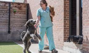 51 n dunlap st ste 410, memphis tn, 38105. Expert Veterinary Care In Downtown Memphis The Pet Hospitals