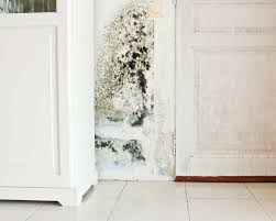 what to do if you find black mold in