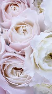 pale pink and white roses wallpaper